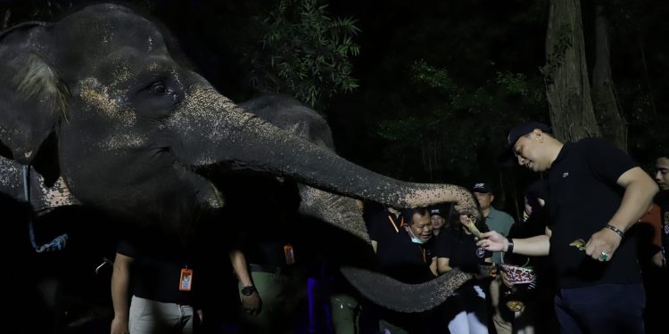 Wali Kota Eri Cahyadi berkeliling menikmati trial opening Surabaya Night Zoo