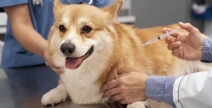 Ilustrasi pemberian vaksin rabies pada anjing ( Freepik)